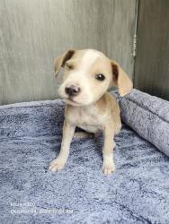 Shelter Stray Male Dog last seen Near BLOCK MACKAY AVE, 4710 TX-151, San Antonio, TX 78227, USA