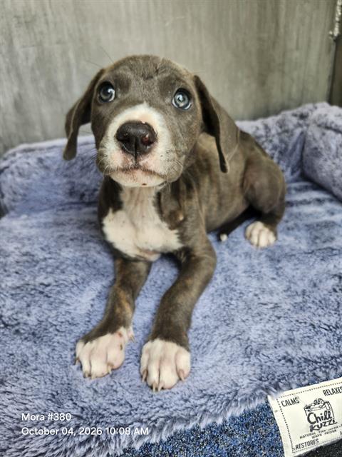 Shelter Stray Female Dog last seen Near BLOCK MACKAY AVE, 4710 TX-151, San Antonio, TX 78227, USA