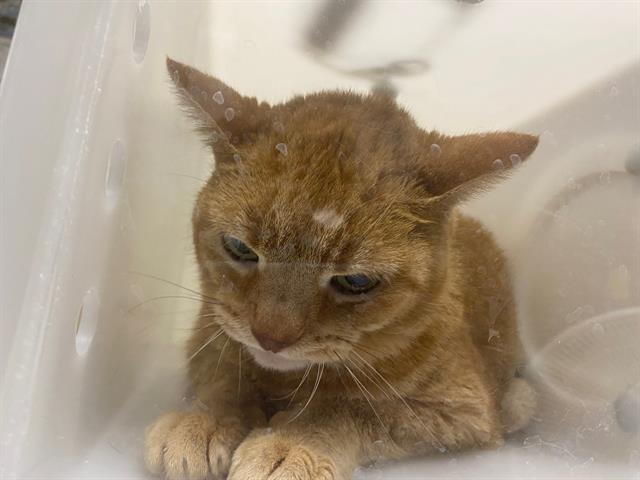 Shelter Stray Female Cat last seen Near BLOCK W BURNHAM ST, 3839 W Burnham St, West Milwaukee, WI 53215, USA