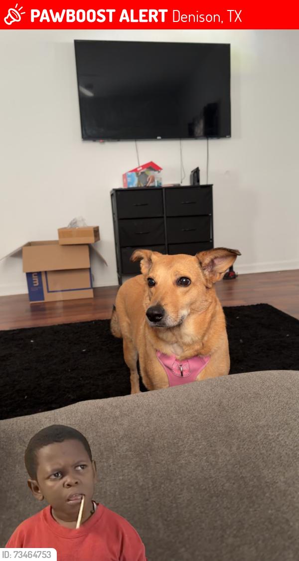 Lost Female Dog last seen By Taco Bell, Denison, TX 75021