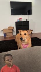 Lost Female Dog last seen By Taco Bell, Denison, TX 75021