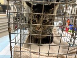 Shelter Stray Male Cat last seen , 3839 W Burnham St, West Milwaukee, WI 53215, USA