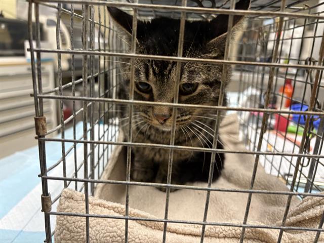 Shelter Stray Male Cat last seen , 3839 W Burnham St, West Milwaukee, WI 53215, USA