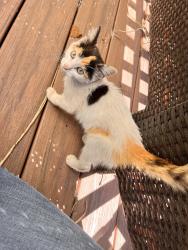 Found/Stray Female Cat last seen Center street, Zelienople, Zelienople, PA 16063