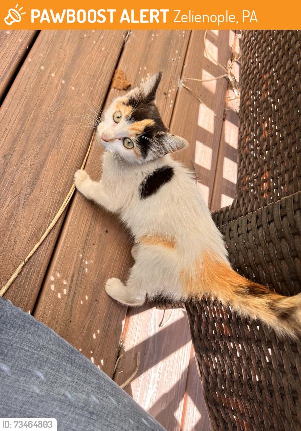 Found/Stray Female Cat last seen Center street, Zelienople, Zelienople, PA 16063