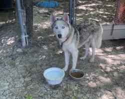 Reunited Male Dog last seen Near Happy Canyon Dr, Dallas, TX 75241