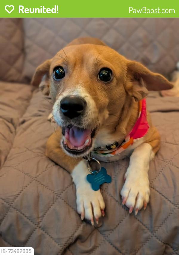 Reunited Female Dog last seen Lower Fayetteville, Coweta County, GA 30277