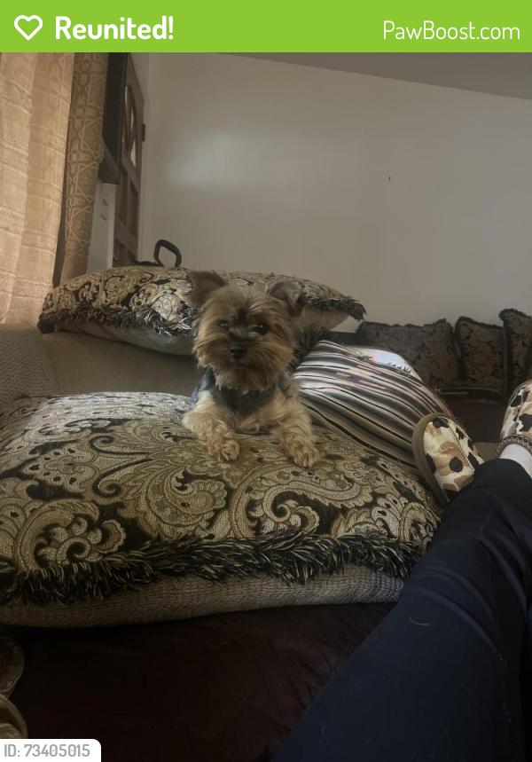 Reunited Female Dog last seen Acri Dr. and Uniondeposit Rd., Harrisburg, PA 17111