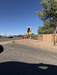 Found/Stray Unknown Dog last seen Alameda & Bona Terra Loop NW, North Valley, NM 87114