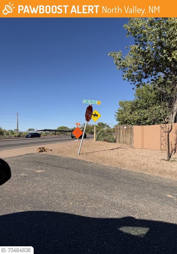 Found/Stray Unknown Dog last seen Alameda & Bona Terra Loop NW, North Valley, NM 87114