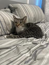 Lost Male Cat last seen Near The Beeches BS10 7FZ, Patchway, England BS10 7FZ