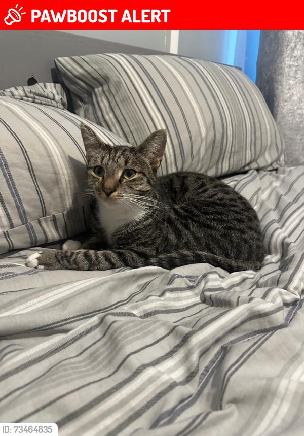 Lost Male Cat last seen Near The Beeches BS10 7FZ, Patchway, England BS10 7FZ