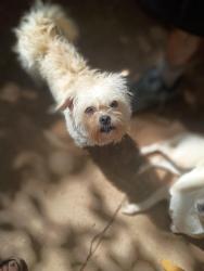 Lost Female Dog last seen Bernalillo NM, Bernalillo, NM 87043