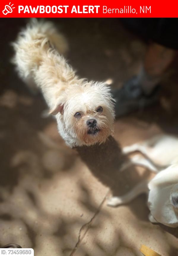 Lost Female Dog last seen Bernalillo NM, Bernalillo, NM 87043