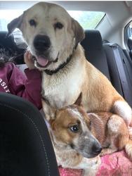 Reunited Unknown Dog last seen FM 2978 and Two Step Blvd, FM2978, TX 77375