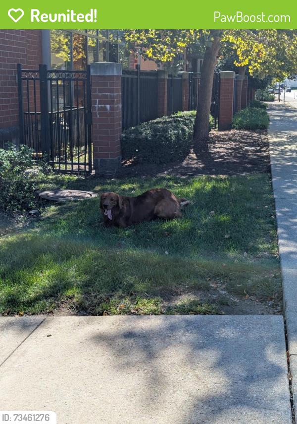 Reunited Male Dog last seen Weinland Park, Columbus, OH 43201