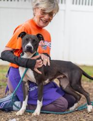 Shelter Stray Female Dog last seen Near Susan Creek Drive, 30083, GA, 3280 Chamblee Dunwoody Rd, Chamblee, GA 30341, USA