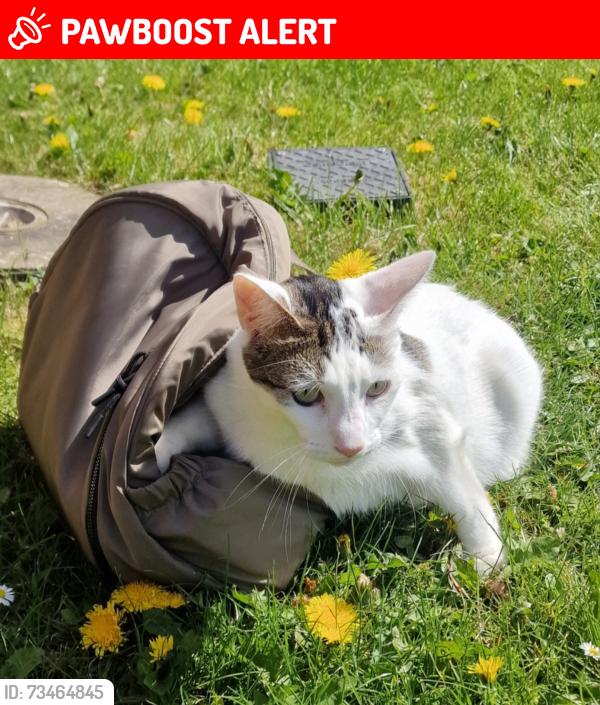 Lost Male Cat last seen B77 2TG, Staffordshire, England B77 2TG