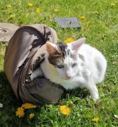 Lost Male Cat last seen B77 2TG, Staffordshire, England B77 2TG