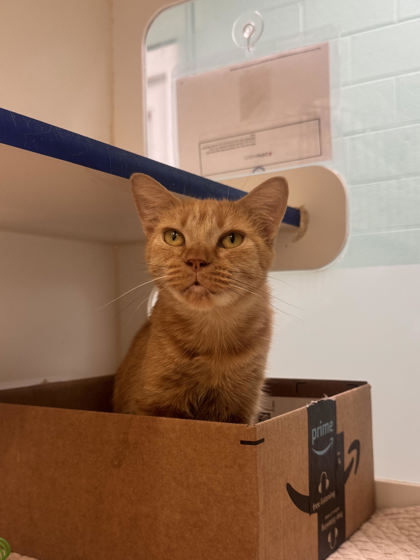 Shelter Stray Female Cat last seen Near 89th crt, Vero Beach, FL, 6230 77th St, Vero Beach, FL 32967, USA