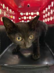 Shelter Stray Female Cat last seen Near US-1, Vero Beach, FL, 6230 77th St, Vero Beach, FL 32967, USA