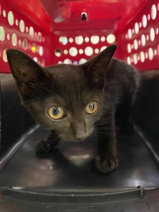 Shelter Stray Female Cat last seen Near US-1, Vero Beach, FL, 6230 77th St, Vero Beach, FL 32967, USA