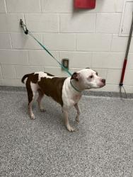 Shelter Stray Female Dog last seen O'really of Cherry st, City of Knoxville GP, TN, 3201 Division St, Knoxville, TN 37919, USA
