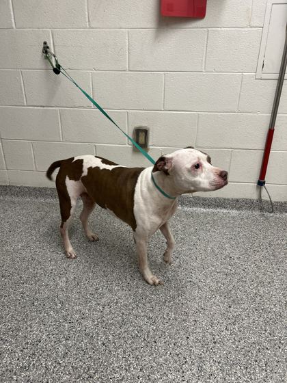 Shelter Stray Female Dog last seen O'really of Cherry st, City of Knoxville GP, TN, 3201 Division St, Knoxville, TN 37919, USA