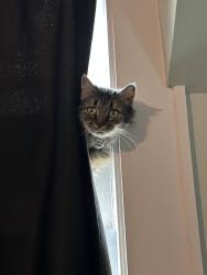Lost Female Cat last seen W High st, Winnsboro, SC 29180