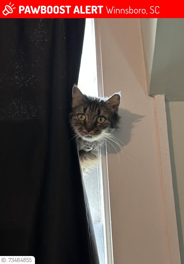 Lost Female Cat last seen W High st, Winnsboro, SC 29180