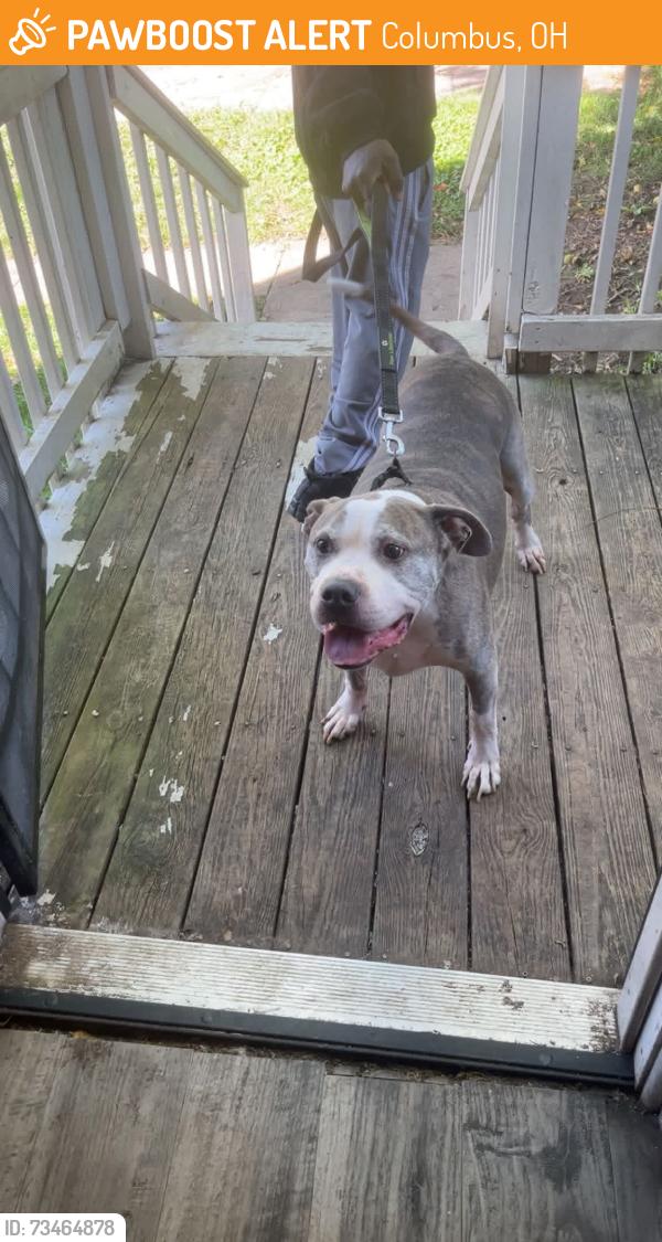 Found/Stray Male Dog last seen Seymour ave Columbus ohio 43205, Columbus, OH 43205