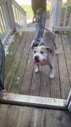 Found/Stray Male Dog last seen Seymour ave Columbus ohio 43205, Columbus, OH 43205