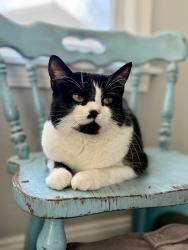 Lost Female Cat last seen Central and Edgemoore, Wichita, KS 67208