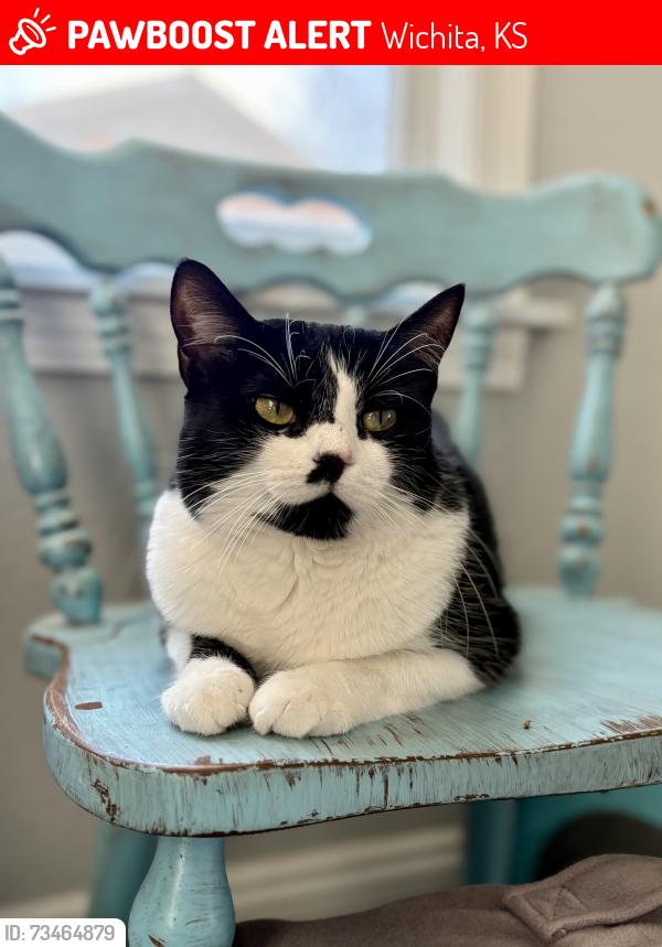 Lost Female Cat last seen Central and Edgemoore, Wichita, KS 67208