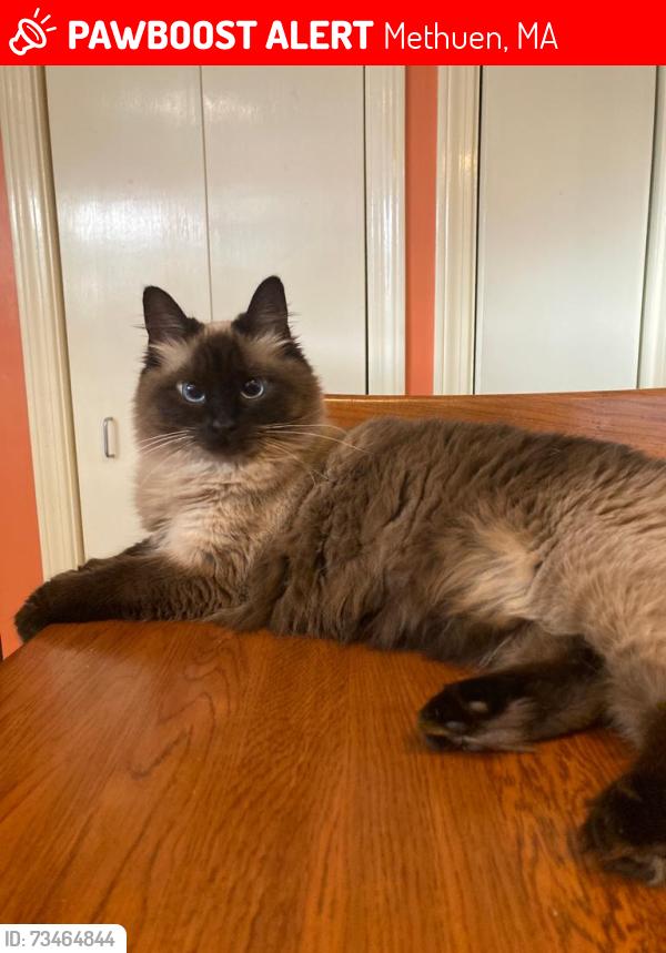 Lost Female Cat last seen Daley Ave and Elm Street, Methuen, MA 01844