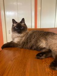 Lost Female Cat last seen Daley Ave and Elm Street, Methuen, MA 01844