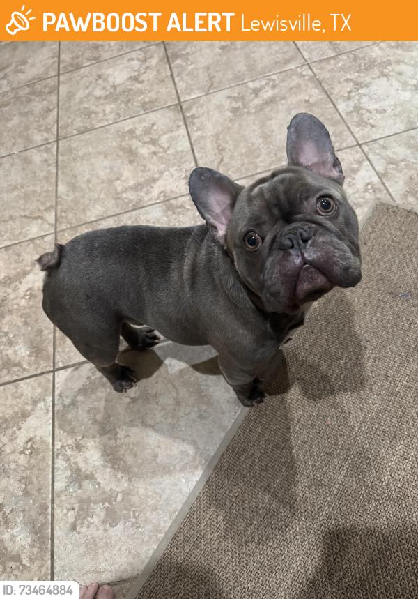 Found/Stray Male Dog last seen Texas St, Lewisville, TX, Lewisville, TX 75057