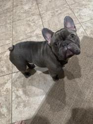 Found/Stray Male Dog last seen Texas St, Lewisville, TX, Lewisville, TX 75057