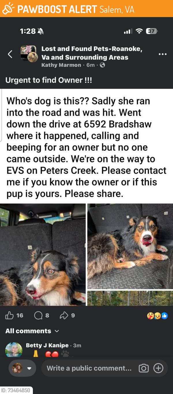 Found/Stray Female Dog last seen Bradshaw Road in Salem, Salem, VA 24153