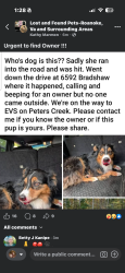Found/Stray Female Dog last seen Bradshaw Road in Salem, Salem, VA 24153
