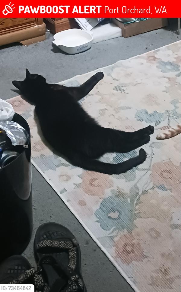 Lost Male Cat last seen Intersection of Milehill & Nebraska St., Port Orchard, WA 98366