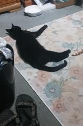 Lost Male Cat last seen Intersection of Milehill & Nebraska St., Port Orchard, WA 98366