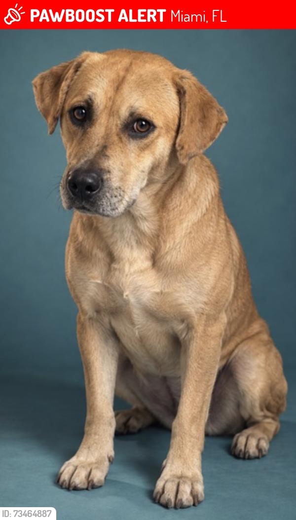 Lost Male Dog last seen Running through 17th street, Miami, FL 33125