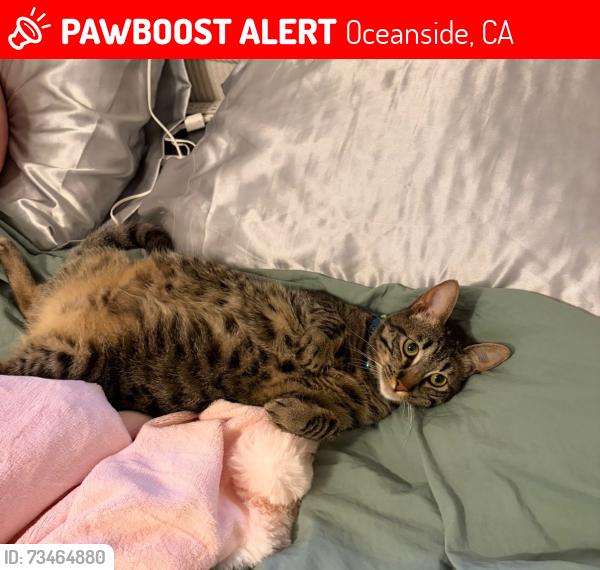 Lost Male Cat last seen Pacific view housing. Escaped from home., Oceanside, CA 92058