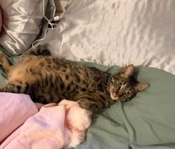 Lost Male Cat last seen Pacific view housing. Escaped from home., Oceanside, CA 92058