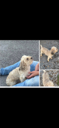 Reunited Female Dog last seen Readyville post office, Readyville, TN 37149