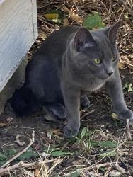 Found/Stray Unknown Cat last seen 74th place and Tellee, Arvada, CO 80003