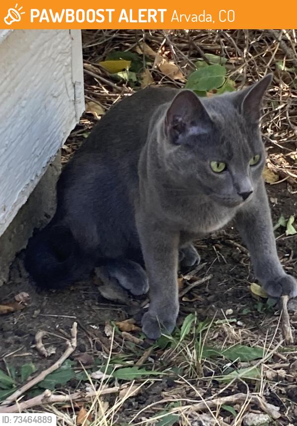 Found/Stray Unknown Cat last seen 74th place and Tellee, Arvada, CO 80003