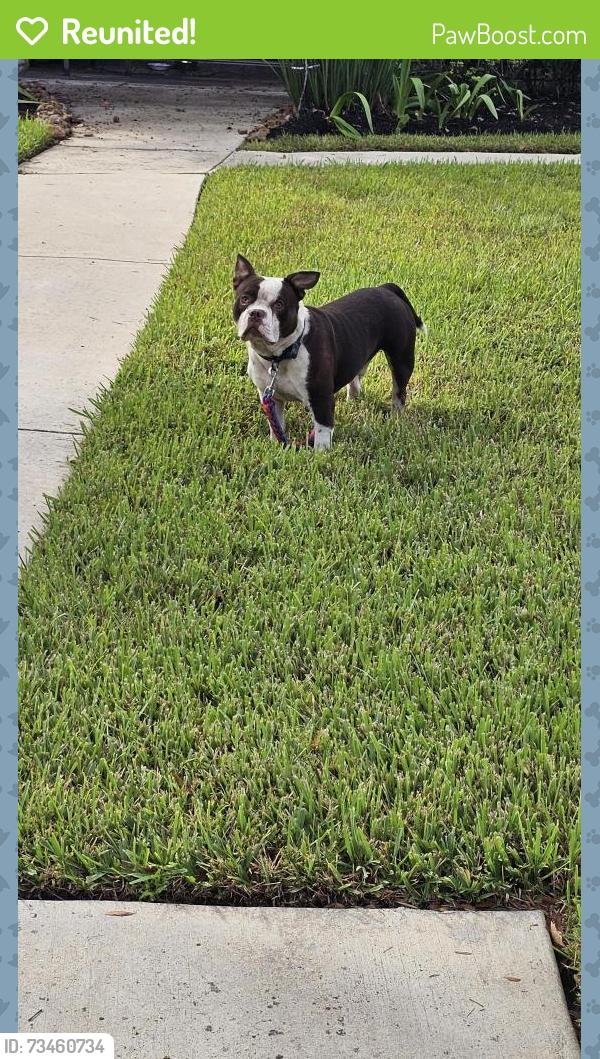 Reunited Male Dog last seen Charlynn Oaks Dr, Houston, TX 77070