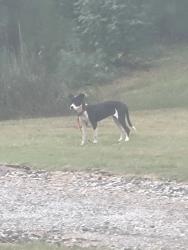 Found/Stray Unknown Dog last seen Old fairburn road, Atlanta, GA 30331